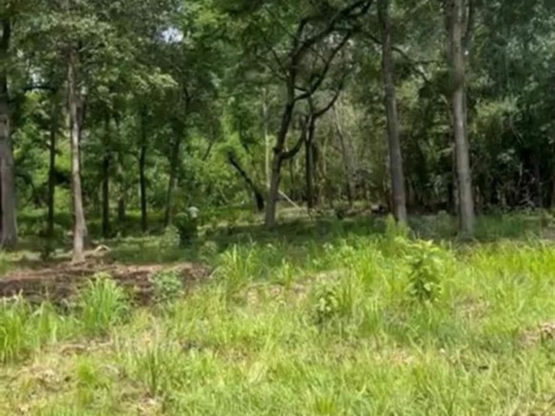 Wooded lot with tall trees and an open grassy area